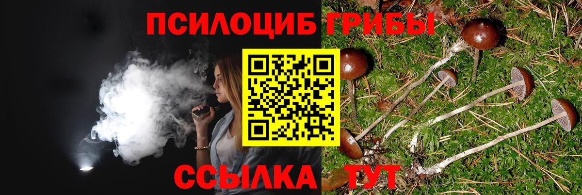 Псилоцибиновые грибы Psilocybe Зеленокумск